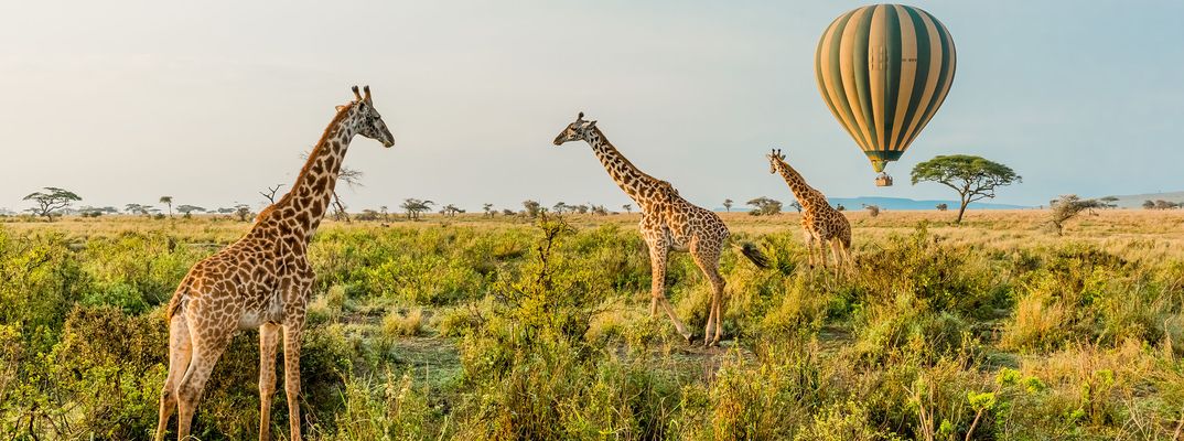 Giraffen im Serengeti Nationalpark