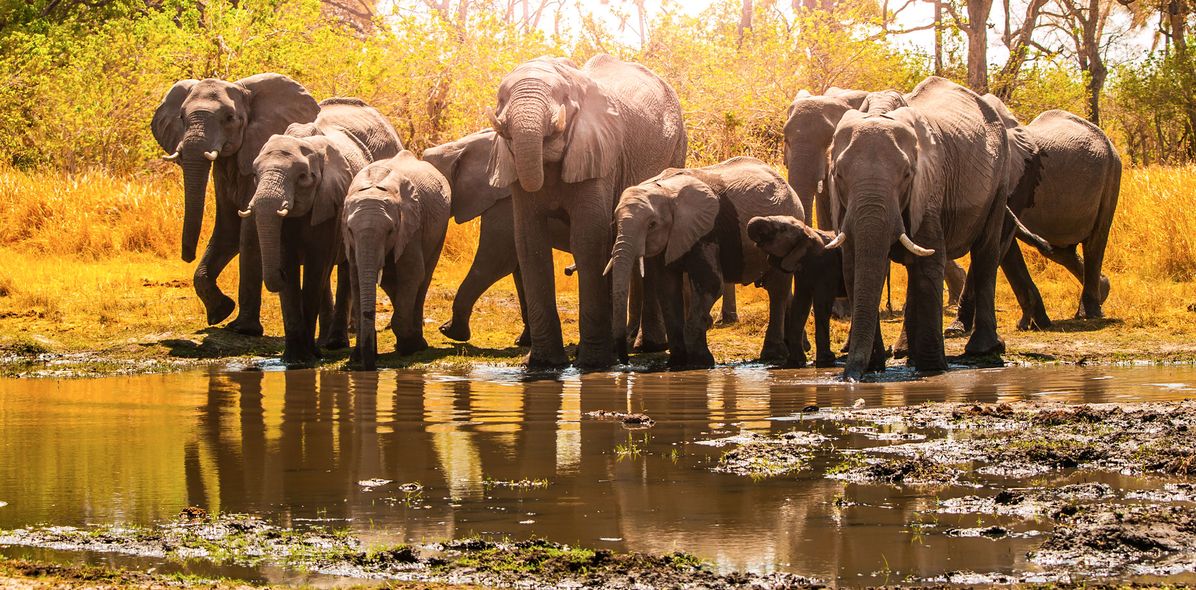 Elefanten an einem Wasserloch in Botswana