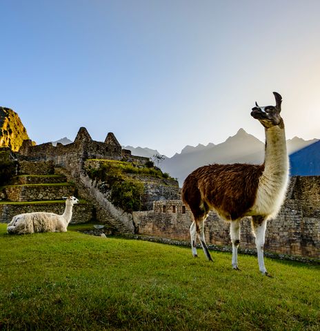 Lamas vor den Ruinen von Machu Picchu mit dramatischer Bergkulisse