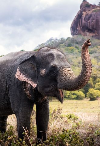 Elefantentempel mit Elefant im Vordergrund