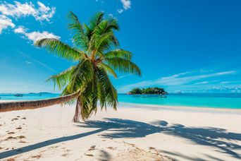 Strand und Palme von Kuba
