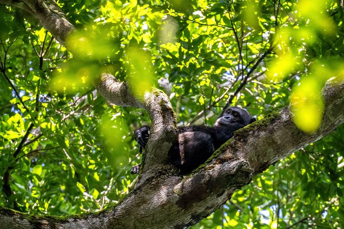 Schimpanse im Kibale Nationalpark