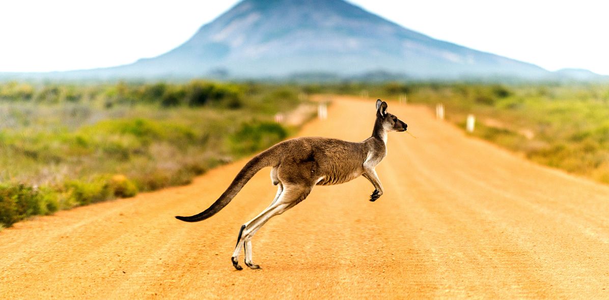 Känguru in Australien