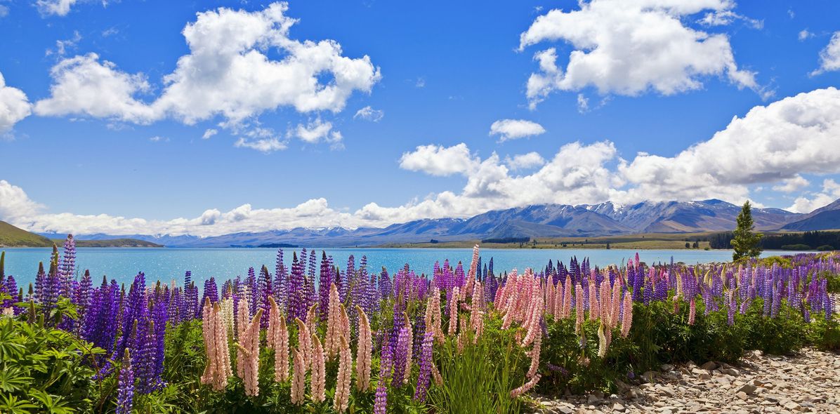 Landschaft mit Lavendelfeld in Neuseeland