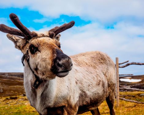Seereise mit der MS Finnmarken ab/an Hamburg-2
