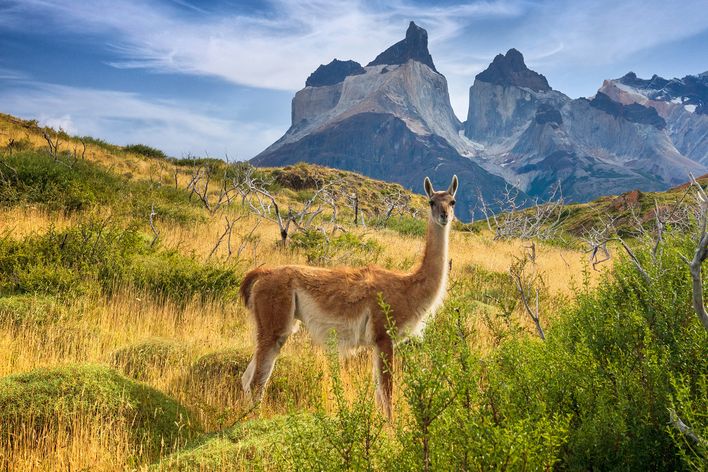 Lama und Landschaft in Chile