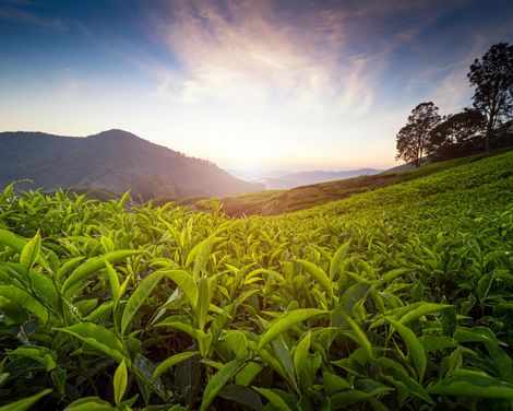 Kreuzfahrt mit der Royal Princess von Singapur bis Sydney inkl. Malaysia-Rundreise-2