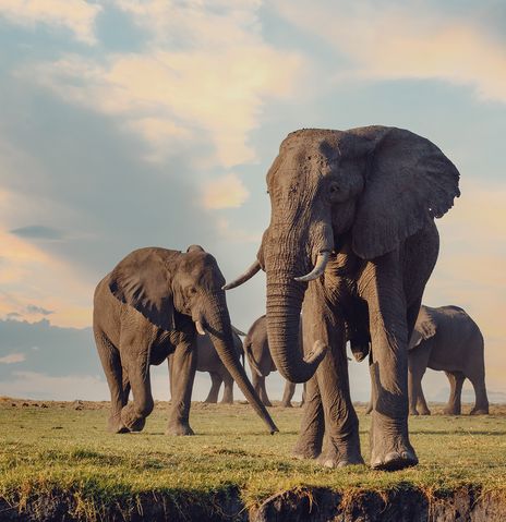 Elefanten im Nationalpark in Botswana