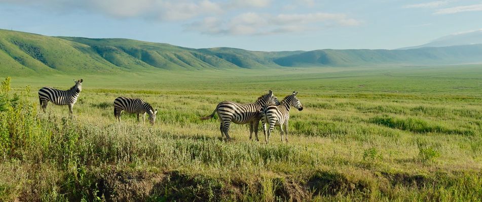 Zebras ziehen durch die offene Landschaft des Ngorongoro-Schutzgebiets in Tansania