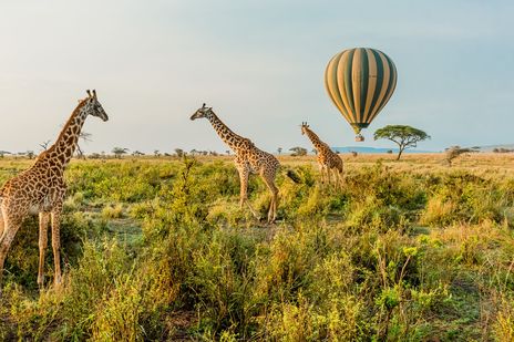 Giraffen stehen in der Savanne der Serengeti, im Hintergrund ein aufsteigender Heißluftballon