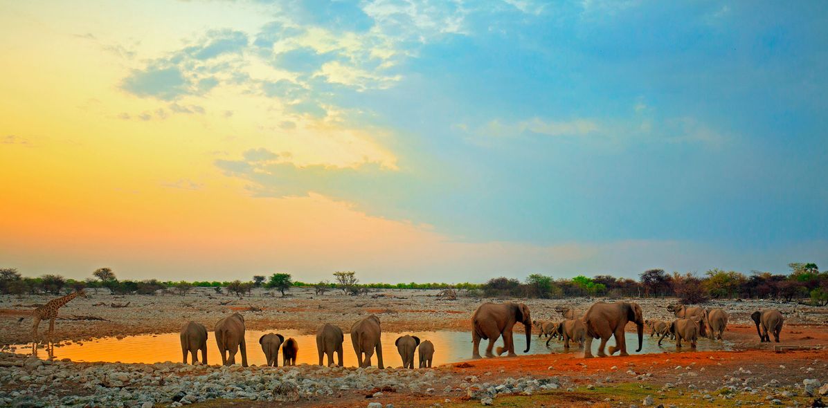 Elefanten am Wasserloch bei Sonnenuntergang