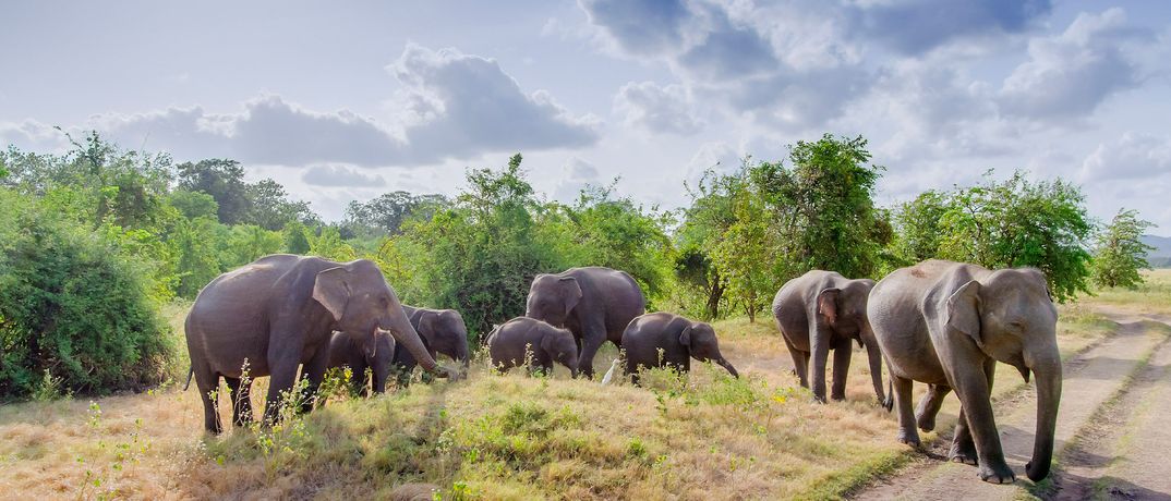 Elefantenherde auf Safari im Minneriya-Nationalpark in Sri Lanka bei wolkenbedecktem Himmel