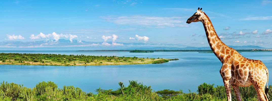 Giraffe in der Landschaf Ugandas