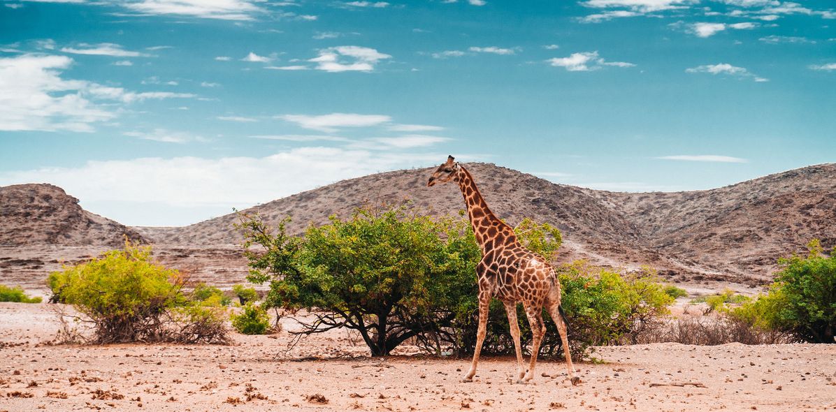 Eine Giraffe wandert durch die Savanne im Etosha Nationalpark