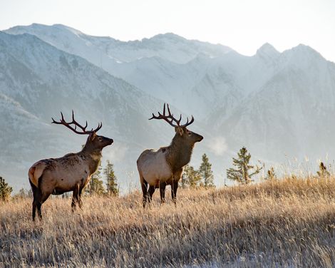 Rundreise von Calgary bis Vancouver & Alaska-Kreuzfahrt mit der Koningsdam-2
