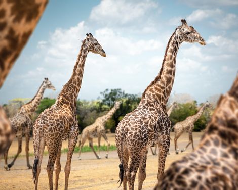 Afrikas Magie stilvoll erleben-0