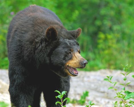 Kreuzfahrt mit der Volendam von Miami bis Montreal inkl. Ostkanada-Rundreise-2