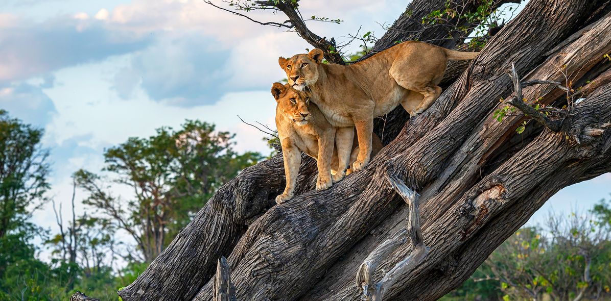 Zwei Löwen kuscheln auf einem Baum im Chobe Nationalpark in Botswana