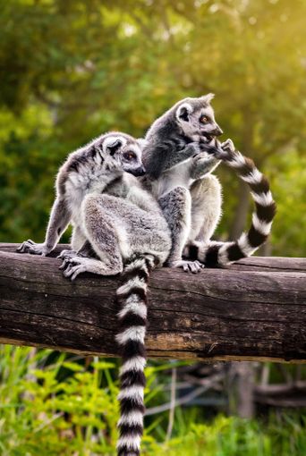 Lemuren in Madagaskar