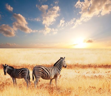 Zebras auf Feld bei Sonnenuntergang