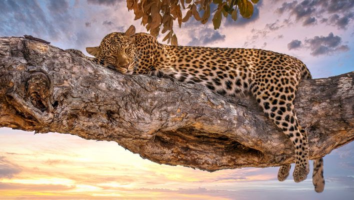 Schlafender Leopard auf einem Ast in Botswana