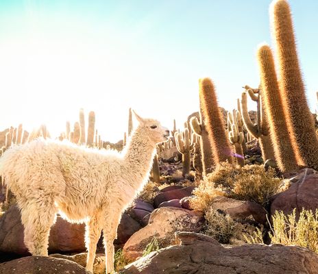 Lama in Bolivien