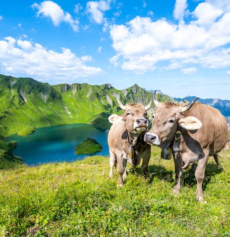 Kühe auf Wiese und Berge