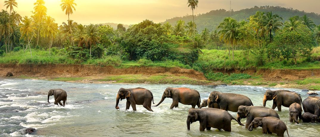 Elefantenherde an einem Wasserloch im Yala-Nationalpark, einer der größten Wildreservate Sri Lankas