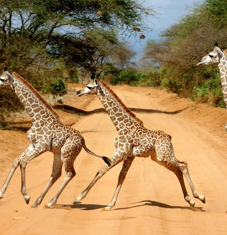 Giraffen im Tsavo Nationalpark