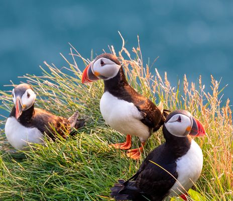Papageientaucher auf Island