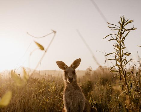 Kreuzfahrt mit der Grand Princess ab/an Sydney