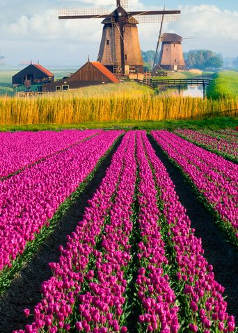 Tulpenfeld in den Niederlanden