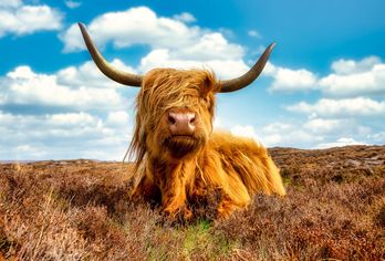 Grossbritannien - Schottland