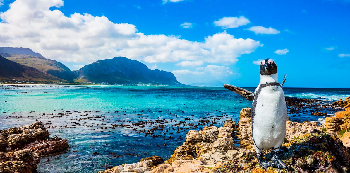 Pinguin in Simon´s Town 