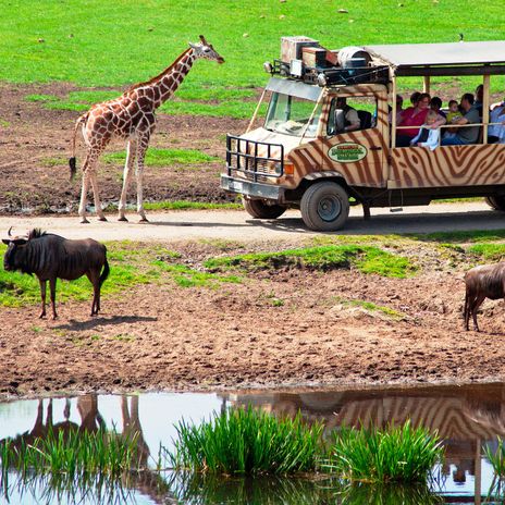 Safari im Serengeti Park in Hodenhagen