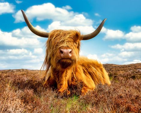 Zwischen Highland-Rindern und Dudelsackklängen-0