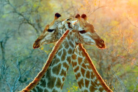 Giraffen im Krüger Nationalpark