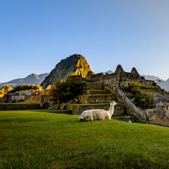Lama vor Machu Picchu in Peru