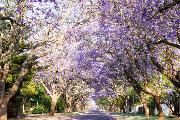 Blühende Jacarandabäume bilden einen violetten Blütentunnel über einer Allee in Pretoria