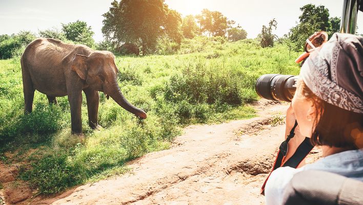 Frau auf Safari und fotografiert Elefant aus dem Auto
