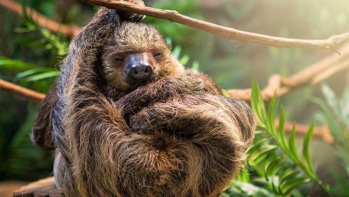 Faultier auf Costa Rica
