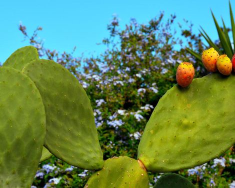 Erholungsurlaub im Scoglio Della Galea Resort & Spa-3