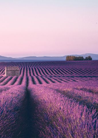 Lavendelfelder in der Provence