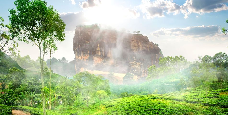 Blick über Teeplantagen zum im Nebel liegenden Löwenfels auf Sri Lanka