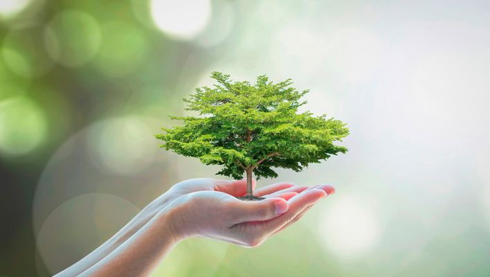 Baum in den Händen eines Menschens