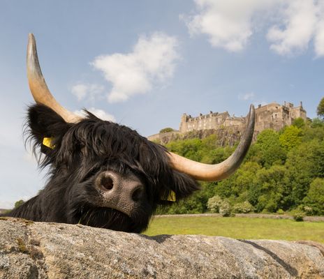 Kuh auf einer Weide in Schottland