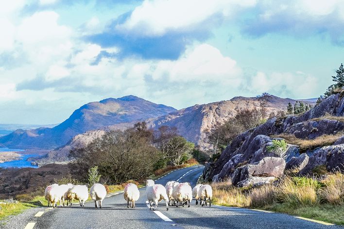 Schafe auf der Küstenstraße Ring of Kerry