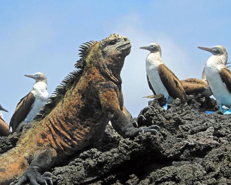 Von den Höhen der Anden zu den Inseln des Pazifiks-0