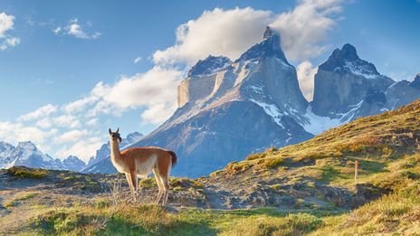 Lama in Chile
