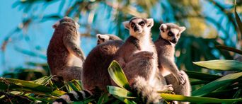 Lemuren im Ranomafana Nationalpark, Madagaskar 